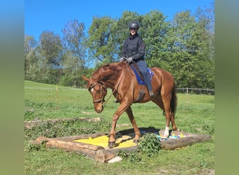 German Sport Horse, Gelding, 11 years, 16.1 hh, Chestnut-Red
