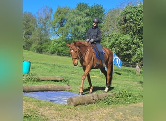 German Sport Horse, Gelding, 11 years, 16.1 hh, Chestnut-Red