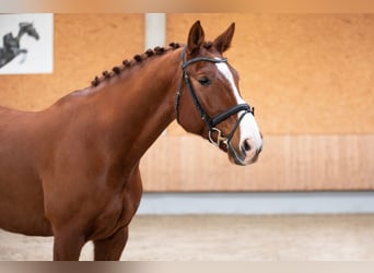 German Sport Horse, Gelding, 11 years, 16.1 hh, Chestnut-Red