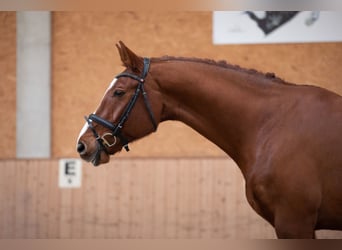 German Sport Horse, Gelding, 11 years, 16.1 hh, Chestnut-Red