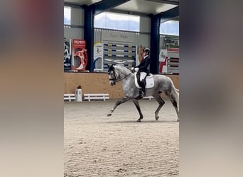 German Sport Horse, Gelding, 11 years, 16.1 hh, Grey-Fleabitten