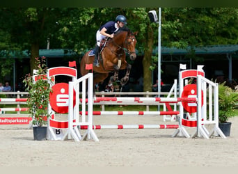 German Sport Horse, Gelding, 11 years, 16.2 hh, Brown