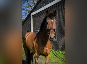 German Sport Horse, Gelding, 11 years, 16.2 hh, Brown