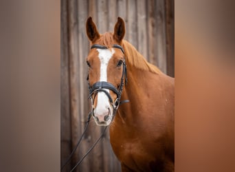 German Sport Horse, Gelding, 11 years, 16,2 hh, Chestnut-Red