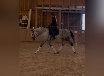 German Sport Horse, Gelding, 11 years, 16.2 hh, Grey