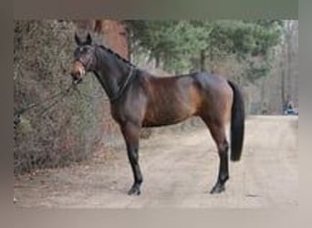 German Sport Horse, Gelding, 11 years, 16,3 hh, Brown