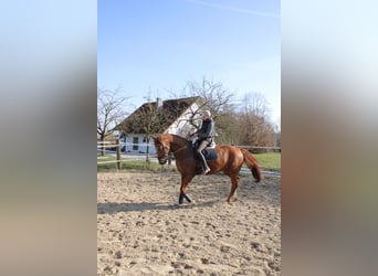 German Sport Horse, Gelding, 11 years, 16.3 hh, Chestnut-Red