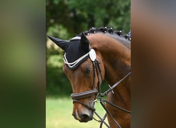 German Sport Horse, Gelding, 11 years, 16 hh, Bay-Dark