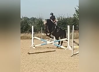 German Sport Horse, Gelding, 11 years, 16 hh, Bay-Dark
