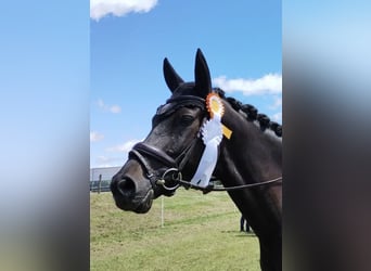 German Sport Horse, Gelding, 11 years, 16 hh, Black