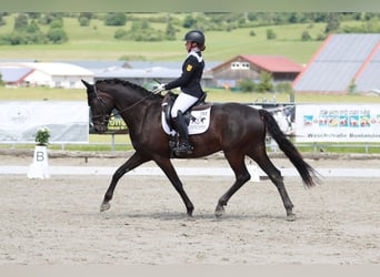 German Sport Horse, Gelding, 11 years, 16 hh, Black