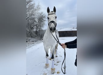 German Sport Horse, Gelding, 11 years, 16,2 hh, Grey-Dapple