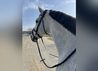 German Sport Horse, Gelding, 11 years, 16,2 hh, Grey