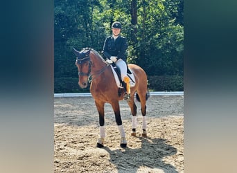 German Sport Horse, Gelding, 11 years, 17.1 hh, Brown