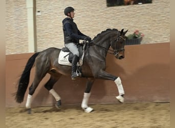 German Sport Horse, Gelding, 11 years, 17 hh, Bay-Dark
