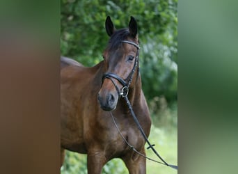 German Sport Horse, Gelding, 11 years, 17 hh, Bay-Dark