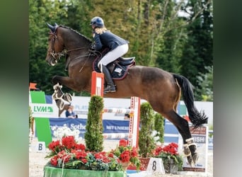 German Sport Horse, Gelding, 11 years, 17 hh, Bay-Dark