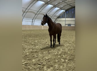 German Sport Horse, Gelding, 11 years, 17 hh, Brown