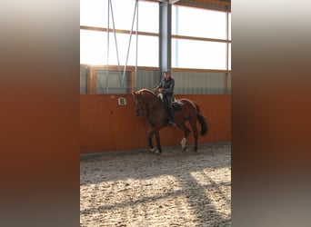 German Sport Horse, Gelding, 11 years, 17 hh, Chestnut