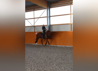 German Sport Horse, Gelding, 11 years, 17 hh, Chestnut