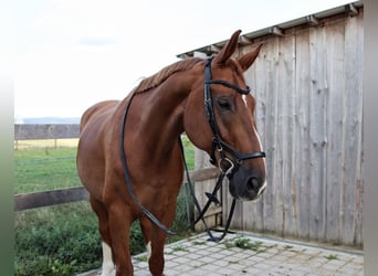 German Sport Horse, Gelding, 11 years, 17 hh, Chestnut
