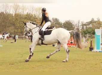 German Sport Horse, Gelding, 11 years, 17 hh, Gray-Fleabitten