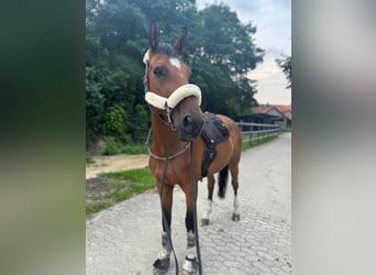 German Sport Horse, Gelding, 11 years, 17,1 hh, Brown