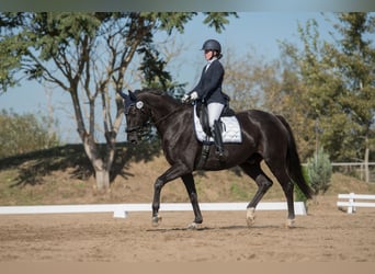 German Sport Horse, Gelding, 11 years, 17,2 hh, Black