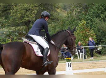 German Sport Horse, Gelding, 11 years, 18.1 hh, Bay-Dark