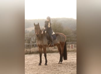 German Sport Horse, Gelding, 11 years, 18 hh, Brown