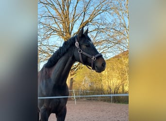 German Sport Horse, Gelding, 12 years, 16.1 hh, Bay-Dark