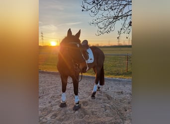 German Sport Horse, Gelding, 12 years, 16.1 hh, Bay-Dark