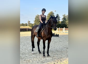 German Sport Horse, Gelding, 12 years, 16.1 hh, Bay-Dark