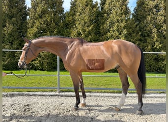 German Sport Horse, Gelding, 12 years, 16.1 hh, Brown