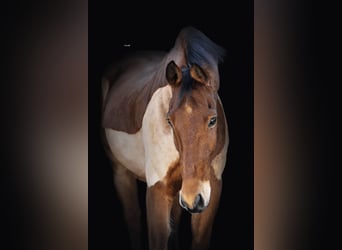 German Sport Horse, Gelding, 12 years, 16.2 hh, Brown