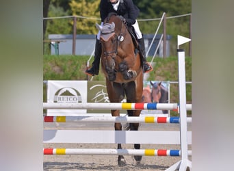 German Sport Horse, Gelding, 12 years, 16.2 hh, Brown