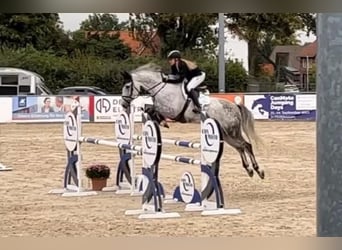 German Sport Horse, Gelding, 12 years, 16.2 hh, Grey