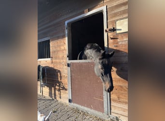 German Sport Horse, Gelding, 12 years, 16.2 hh, Smoky-Black