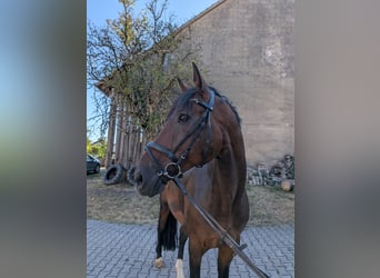 German Sport Horse, Gelding, 12 years, 16.3 hh, Brown