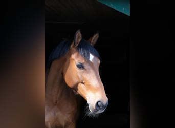 German Sport Horse, Gelding, 12 years, 16 hh, Brown