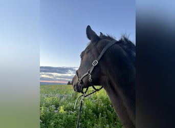 German Sport Horse, Gelding, 12 years, 16 hh, Brown