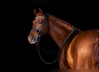 German Sport Horse, Gelding, 12 years, 16 hh, Chestnut-Red