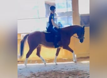 German Sport Horse, Gelding, 12 years, 16 hh, Chestnut-Red