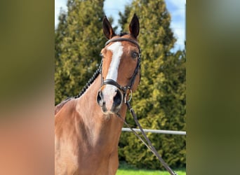 German Sport Horse, Gelding, 12 years, 16,1 hh, Brown