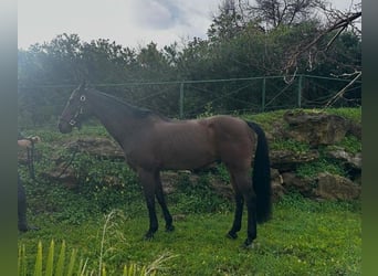 German Sport Horse, Gelding, 12 years, 16,1 hh