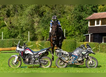 German Sport Horse, Gelding, 12 years, 16,2 hh, Bay-Dark