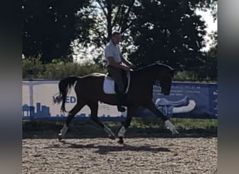 German Sport Horse, Gelding, 12 years, 16,2 hh, Brown