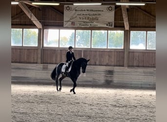 German Sport Horse, Gelding, 12 years, 16,2 hh, Smoky-Black