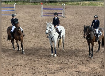 German Sport Horse, Gelding, 12 years, 17.1 hh, Grey