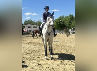 German Sport Horse, Gelding, 12 years, 17.1 hh, Grey